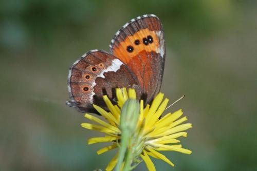 Erebia ligea